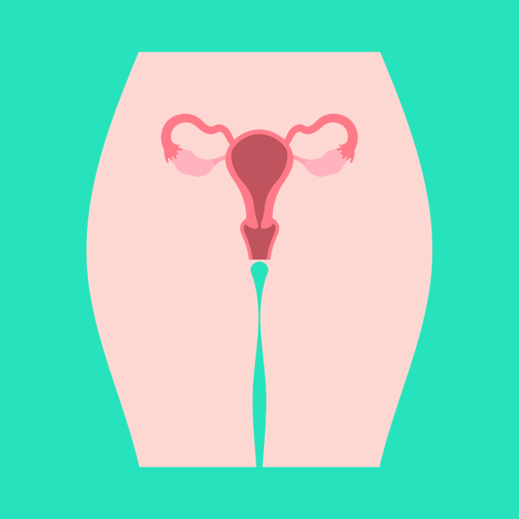 Image of a person from stomach to knees with a diagram of the vagina overtop the pelvic area.